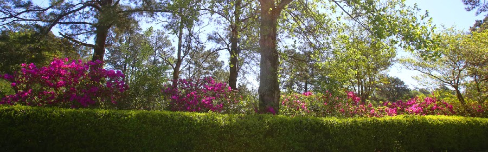 Francis Marion University