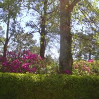 Francis Marion University