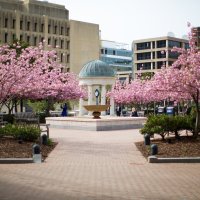 The George Washington University