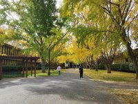 California State University, Sacramento